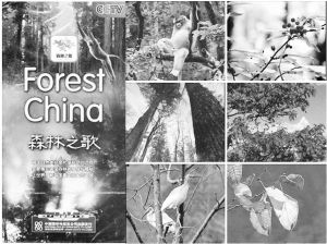 图4-3 中国纪录片《森林之歌》DVD封面与画面