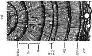 图1 树木年轮解剖结构示意
